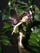 <font color="#f5aac7">...<font color="#330066">Fairy Fae Alga - Welcome in my gallery.